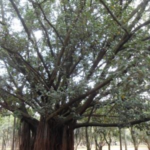 Parque Ibirapuera Vila Nova Conceição
