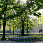 Parque Ibirapuera: o que a nota 9,1 não mede