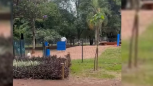 Vila-nova-conceicao-sp-parque-ibirapuera