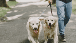 espaco-aberto-vila-nova-conceicao-sp-caes-soltos