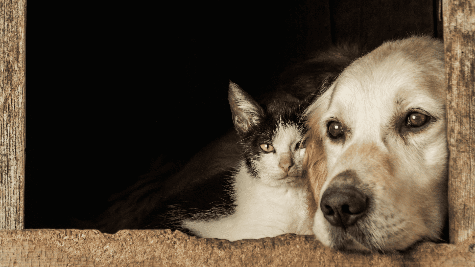 animais-abandonados-vila-nova-conceicao