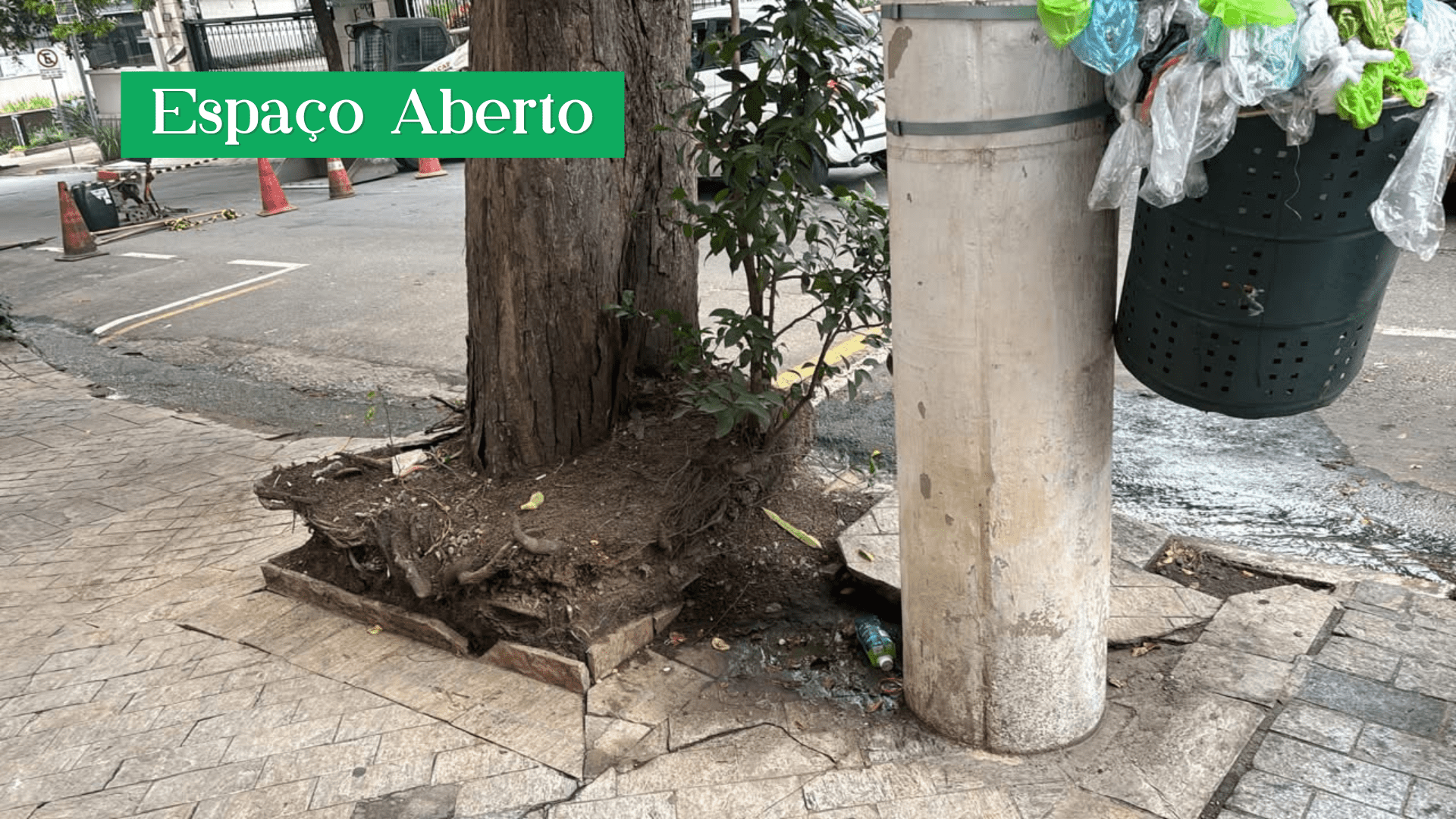 Calçadas que sufocam: a importância dos canteiros adequados para a saúde das árvores urbanas 7 Calçadas que sufocam: a importância dos canteiros adequados para a saúde das árvores urbanas 6